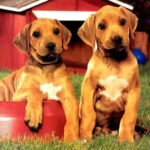 Puppy Pairs Puzzle