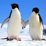 Penguin Puzzle