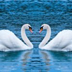 Swans Slide